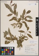Foto von Salix eriocephala var. watsonii (Bebb) Dorn